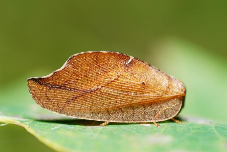 Rzounek vykrajovaný (Drepanepteryx phalaenoides)