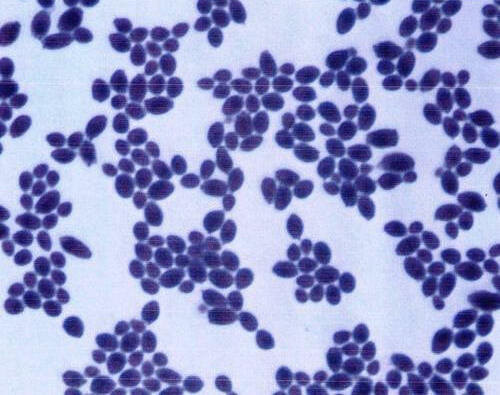 Saccharomyces boulardii