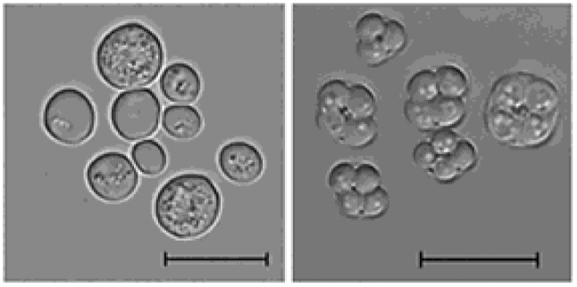 Saccharomyces paradoxus
