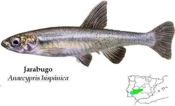 saramugo španělský (Anaecypris hispanica)