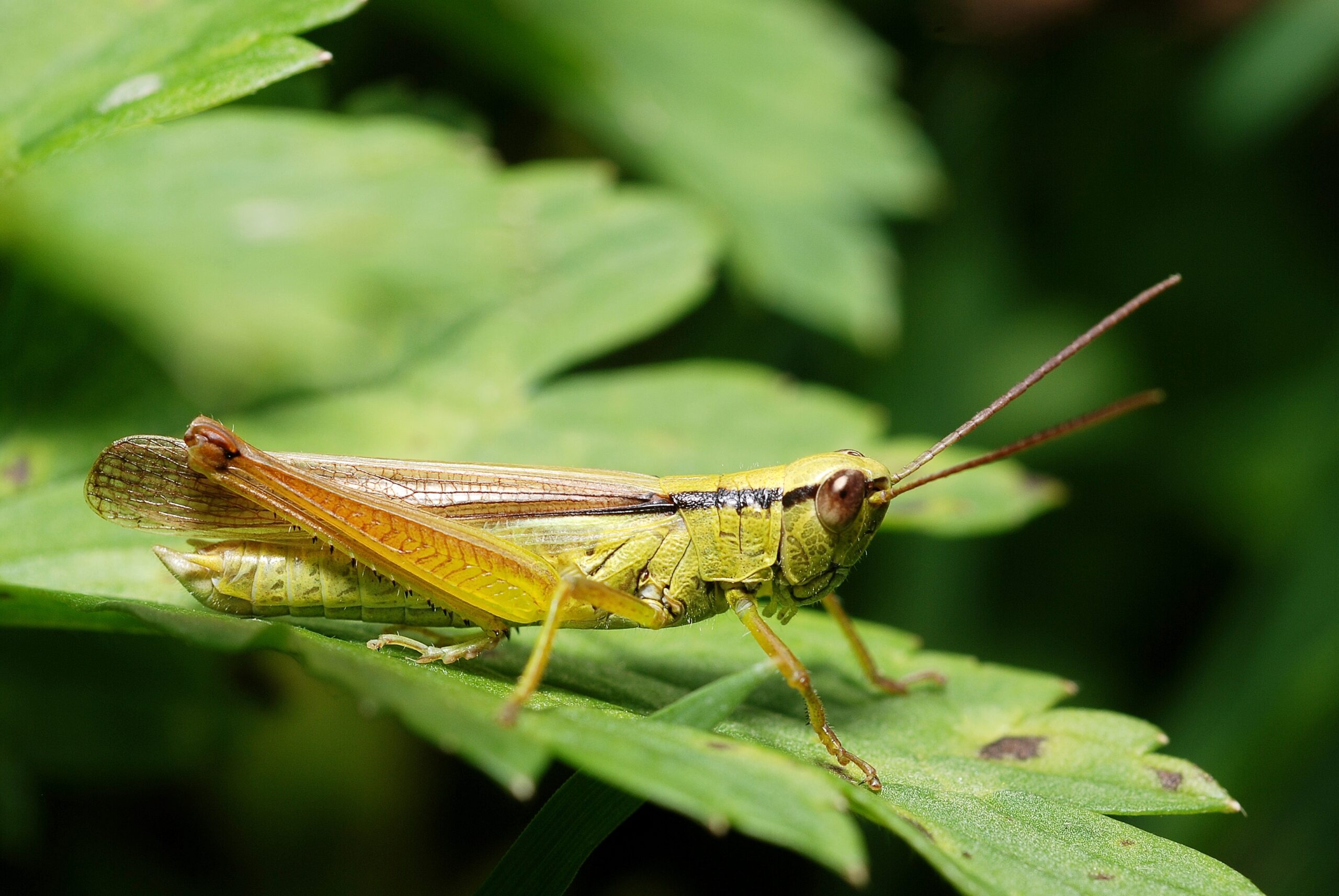 saranče černopruhá (Mecostethus parapleurus)