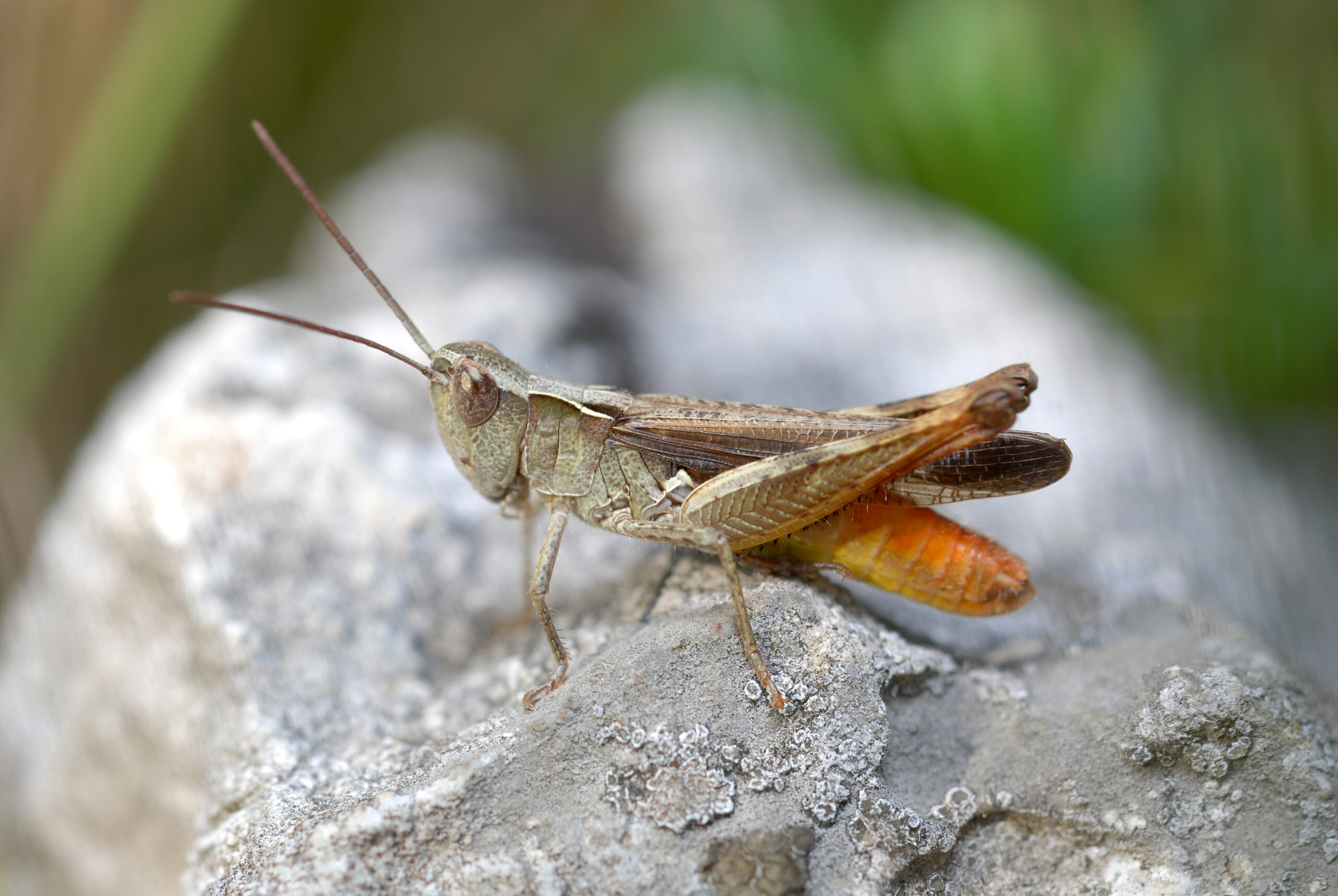 saranče lesní (Chorthippus vagans)