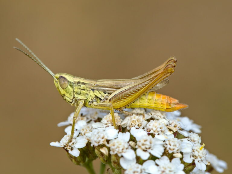 saranče páskovaná (Euchorthippus declivus)