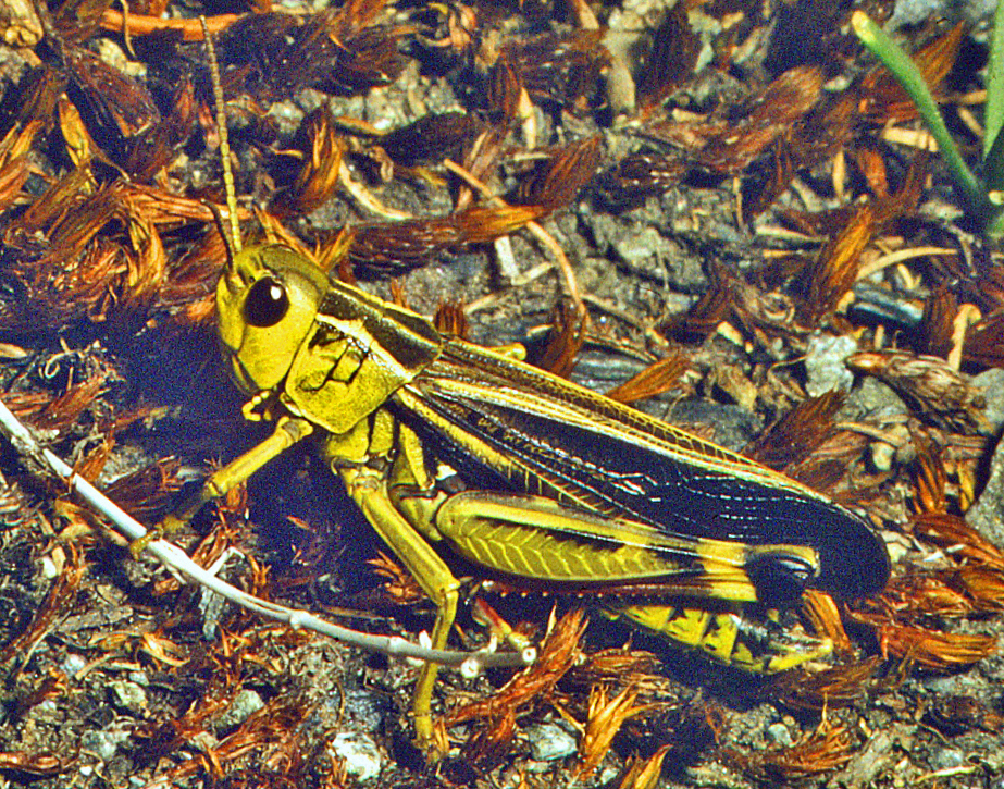 saranče pestrá (Arcyptera fusca)