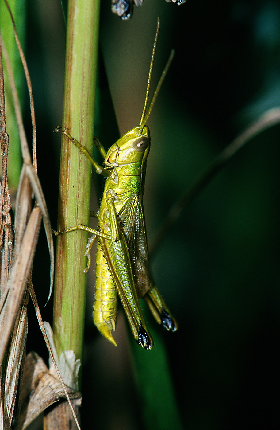 saranče zlatavá (Chrysochraon dispar)