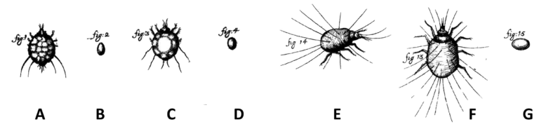 Sarcoptes scabiei