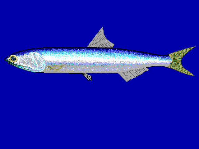 sardel peruánská (Engraulis ringens)