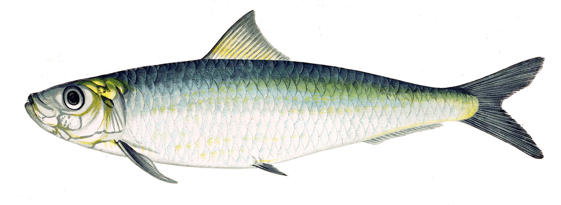 sardinka obecná (Sardina pilchardus)
