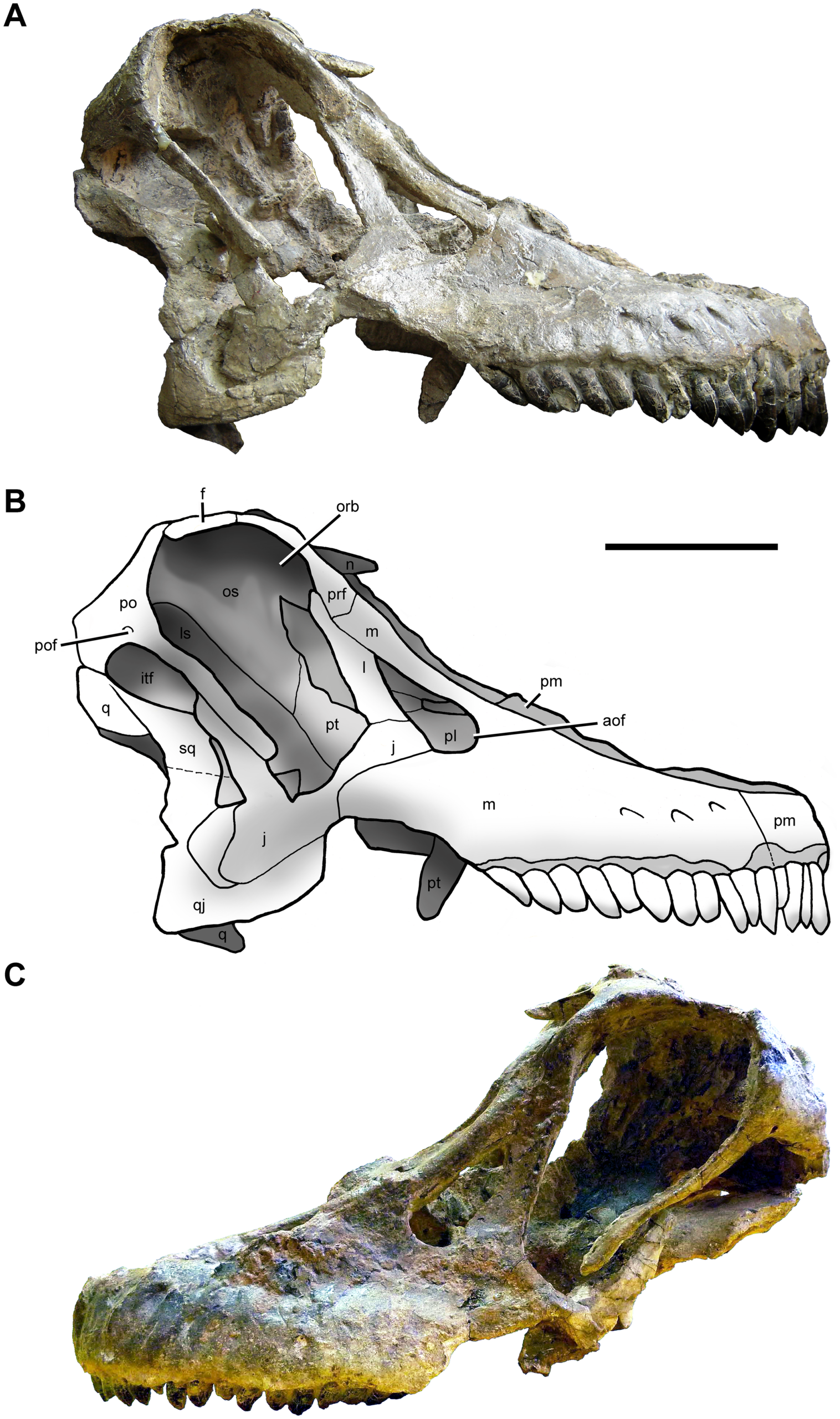 Sarmientosaurus