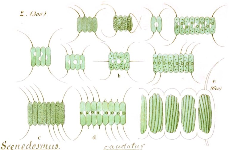 Scenedesmus quadricauda Scenedesmus quadricauda