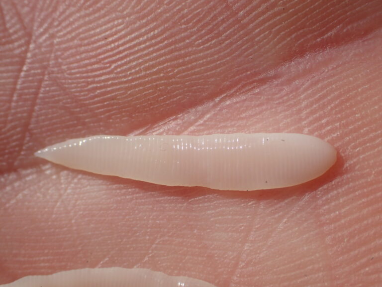 Schistocephalus solidus