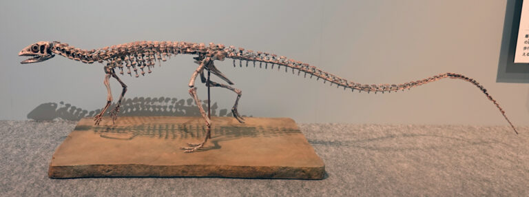 Scutellosaurus
