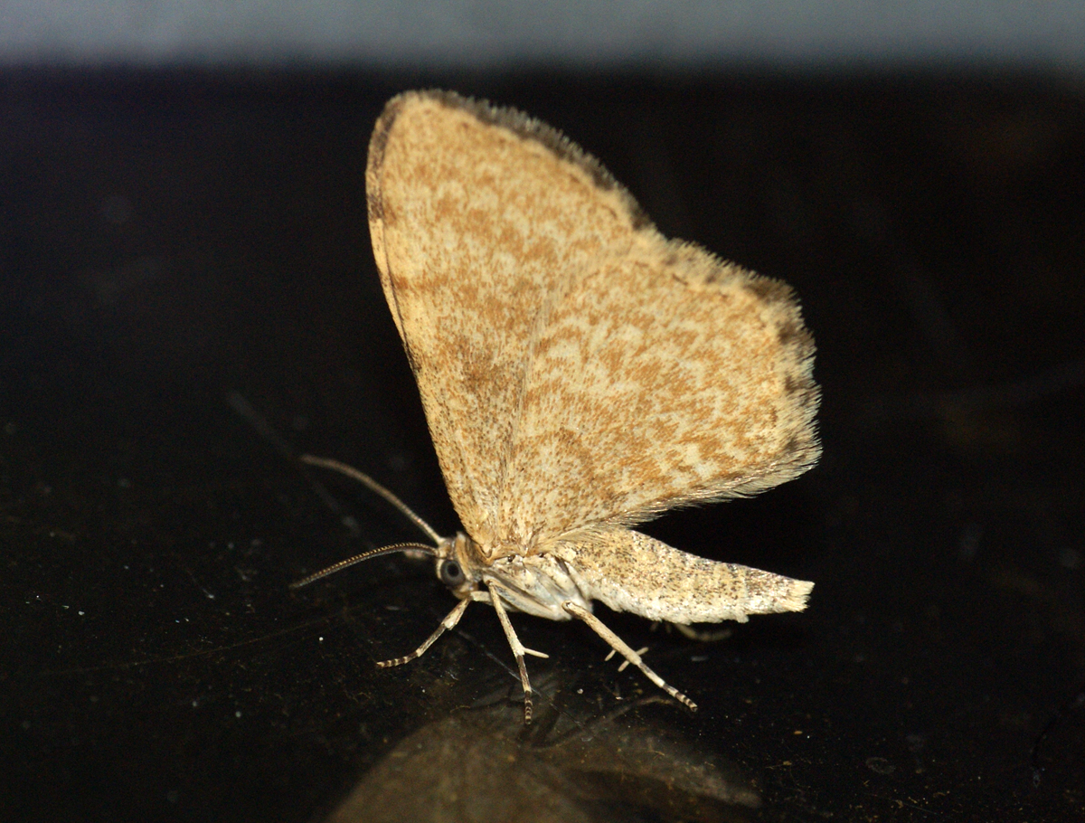 šedokřídlec olšový (Euchoeca nebulata)