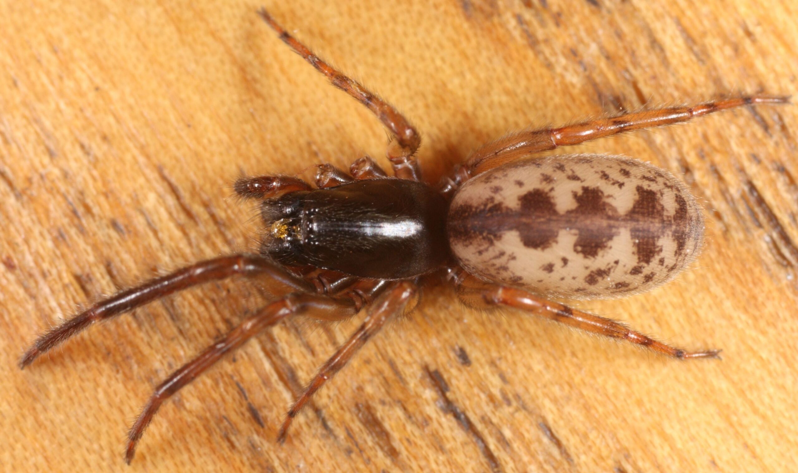 Segestra podkorní (Segestria senoculata)