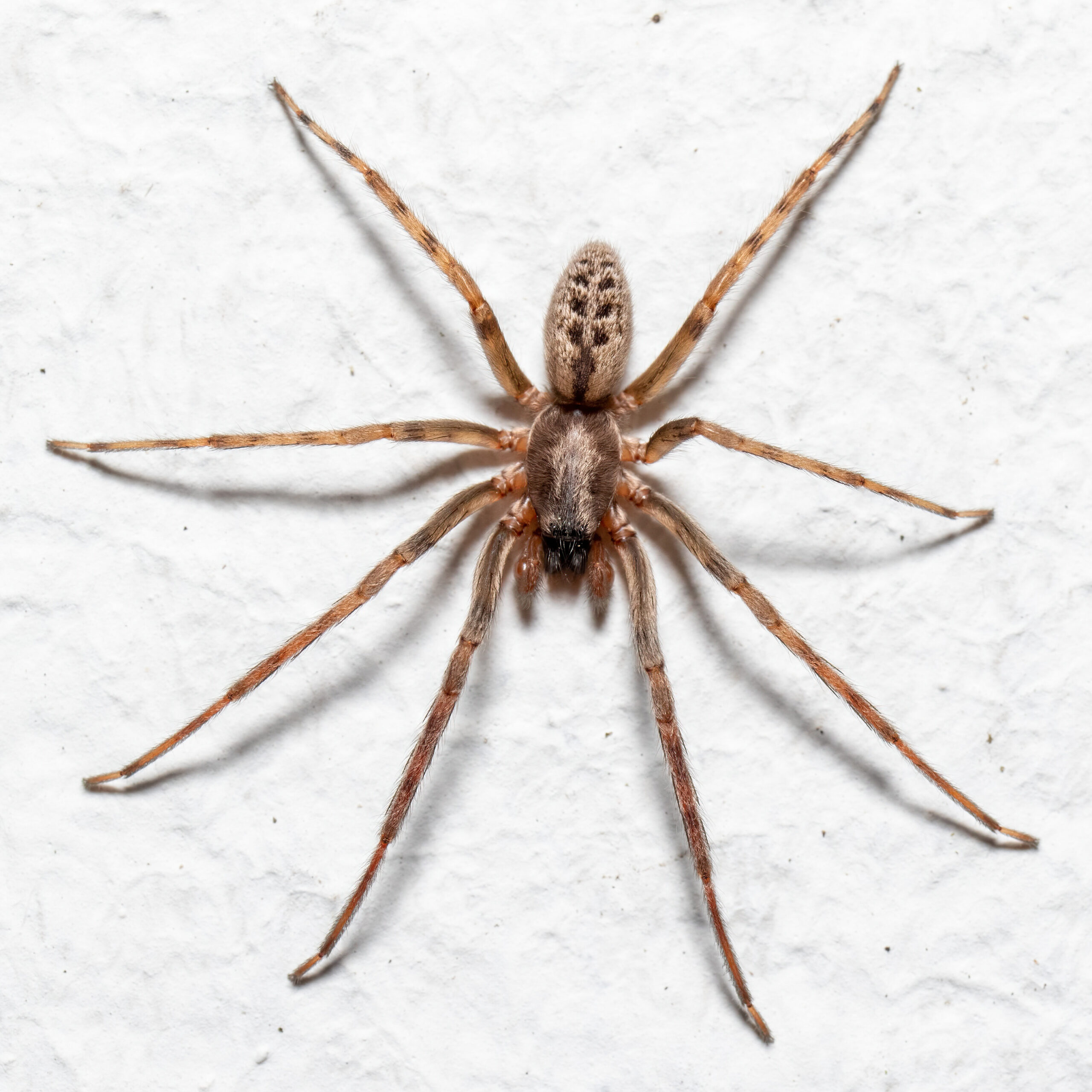Segestra skalní (Segestria bavarica)