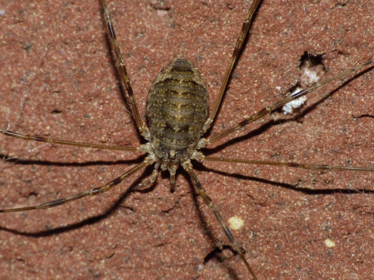 sekáč domácí (Opilio parietinus)