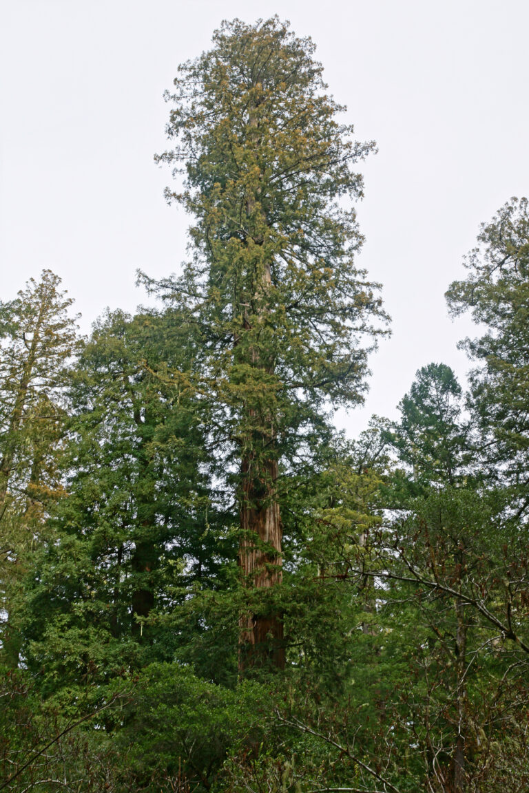 Sekvoje vždyzelená (Sequoia sempervirens)