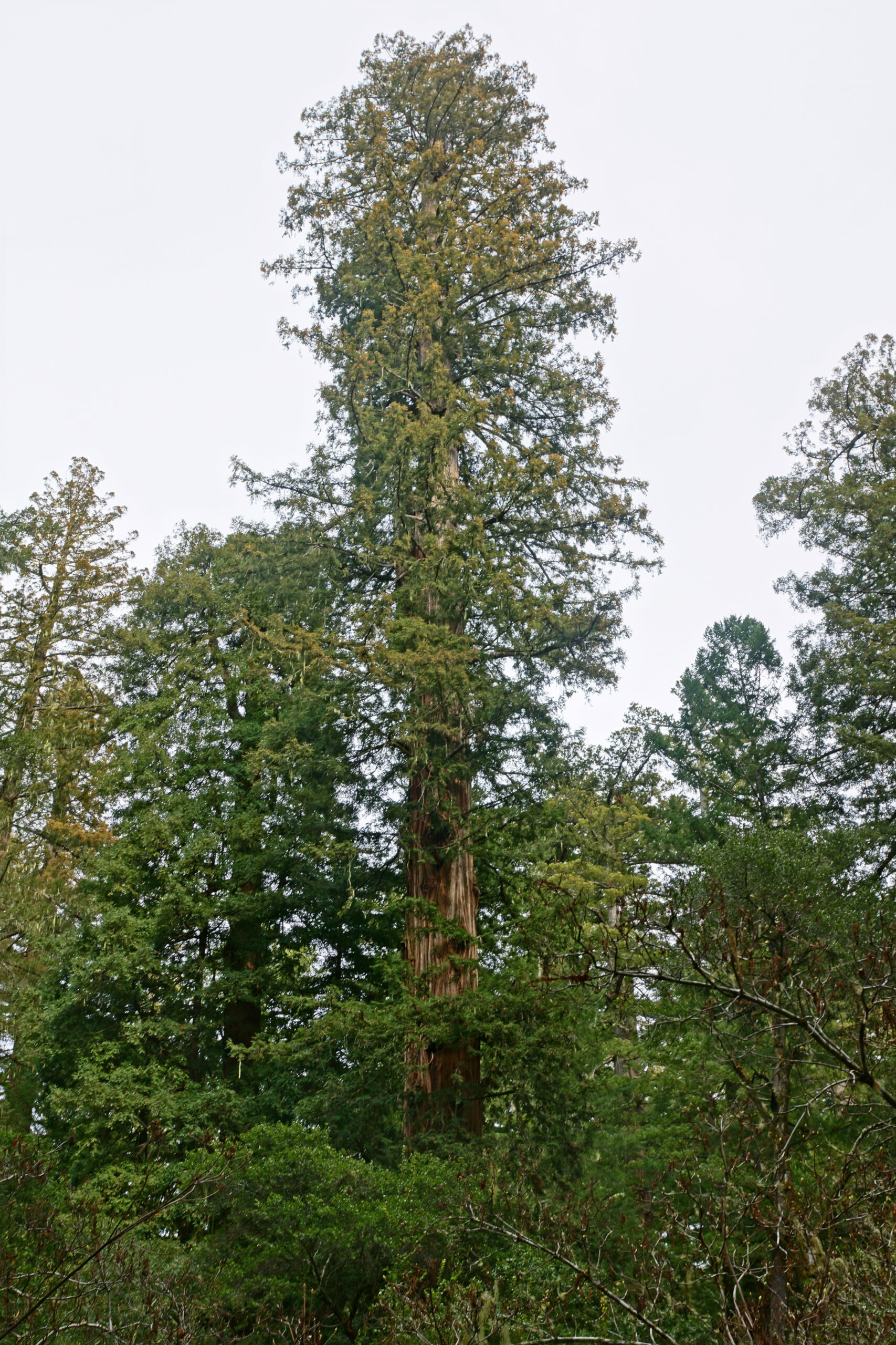 Sekvoje vždyzelená (Sequoia sempervirens)