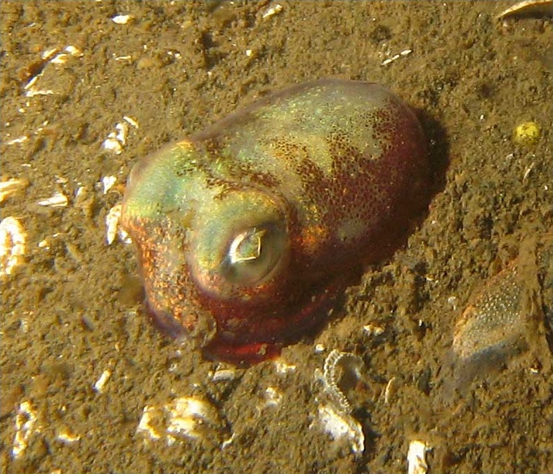 sepiola tichomořská (Rossia pacifica)