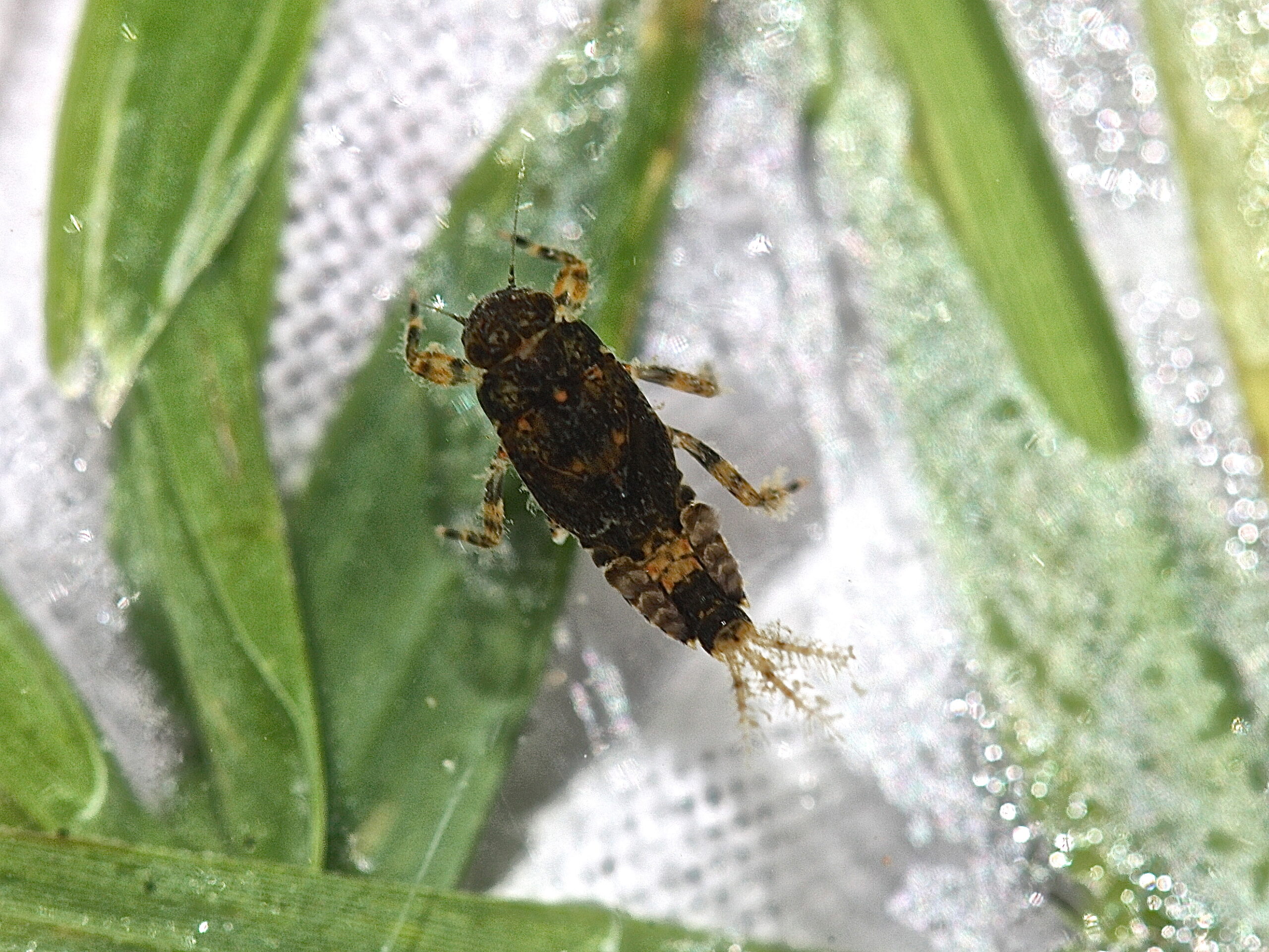 Serratella serrata