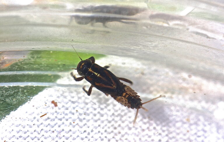 Serratella serratoides