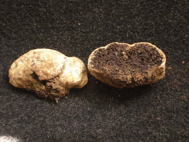 seslička poduškovitá (Sedecula pulvinata)