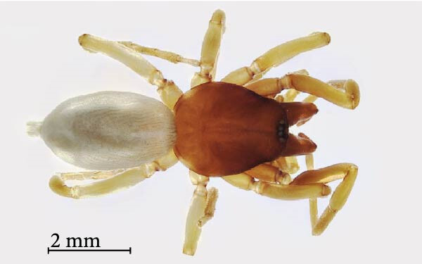 šestiočka bezmužná (Dysdera parthenogenetica)