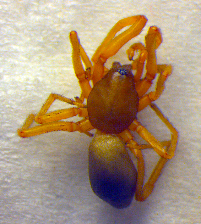 Šestiočka ryšavá (Harpactea rubicunda)