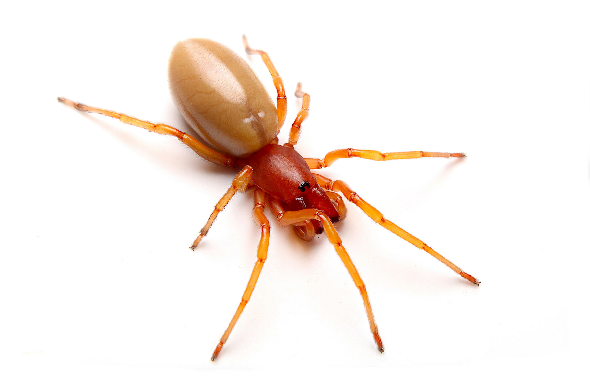 Šestiočka velká (Dysdera crocata)