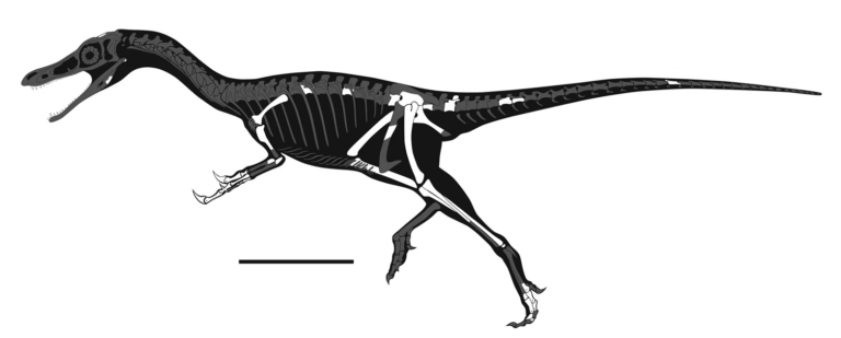 Shishugounykus