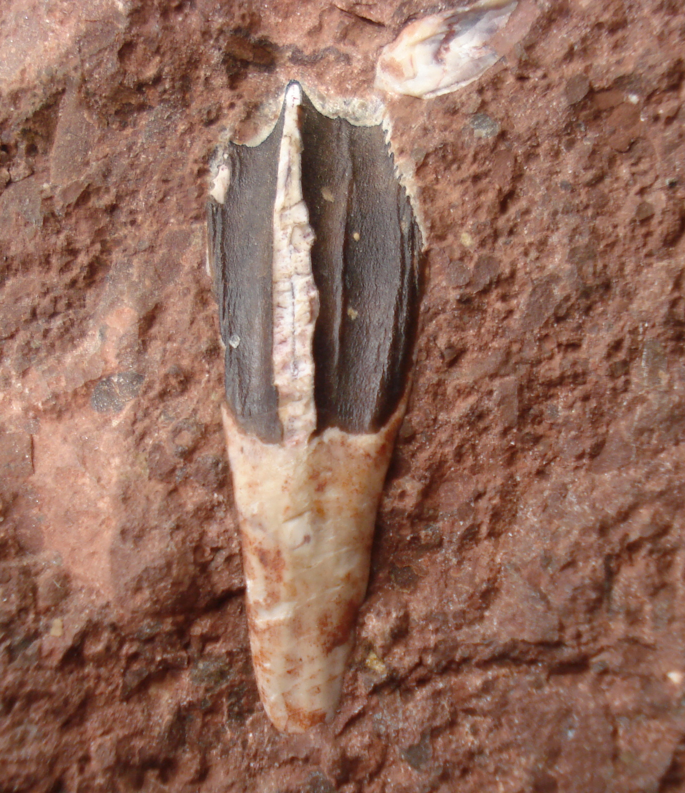 Siamodon