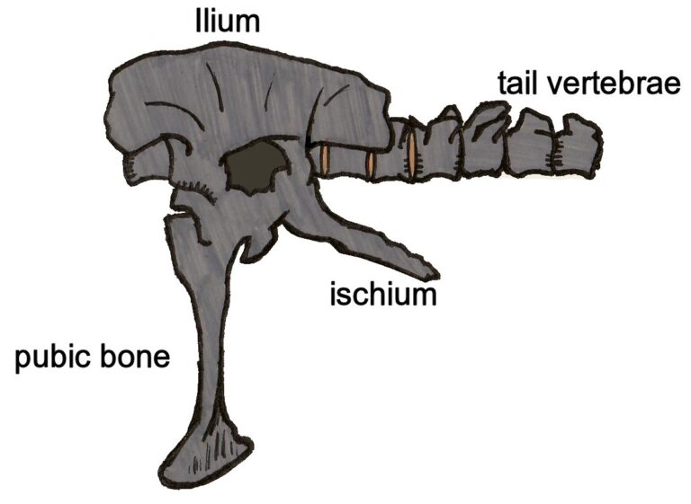 Siamotyrannus