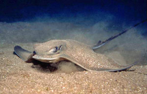 siba deskozubá (Myliobatis aquila)