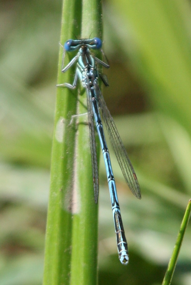 šidélko brvonohé (Platycnemis pennipes)