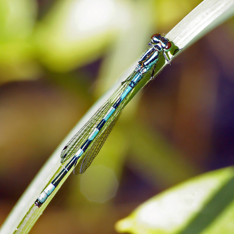 šidélko kopovité (Coenagrion hastulatum)