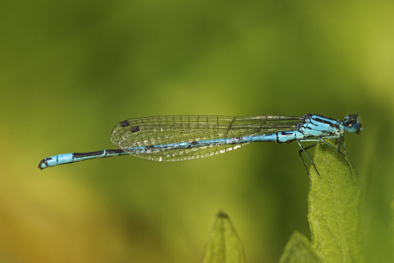 šidélko páskované (Coenagrion puella)