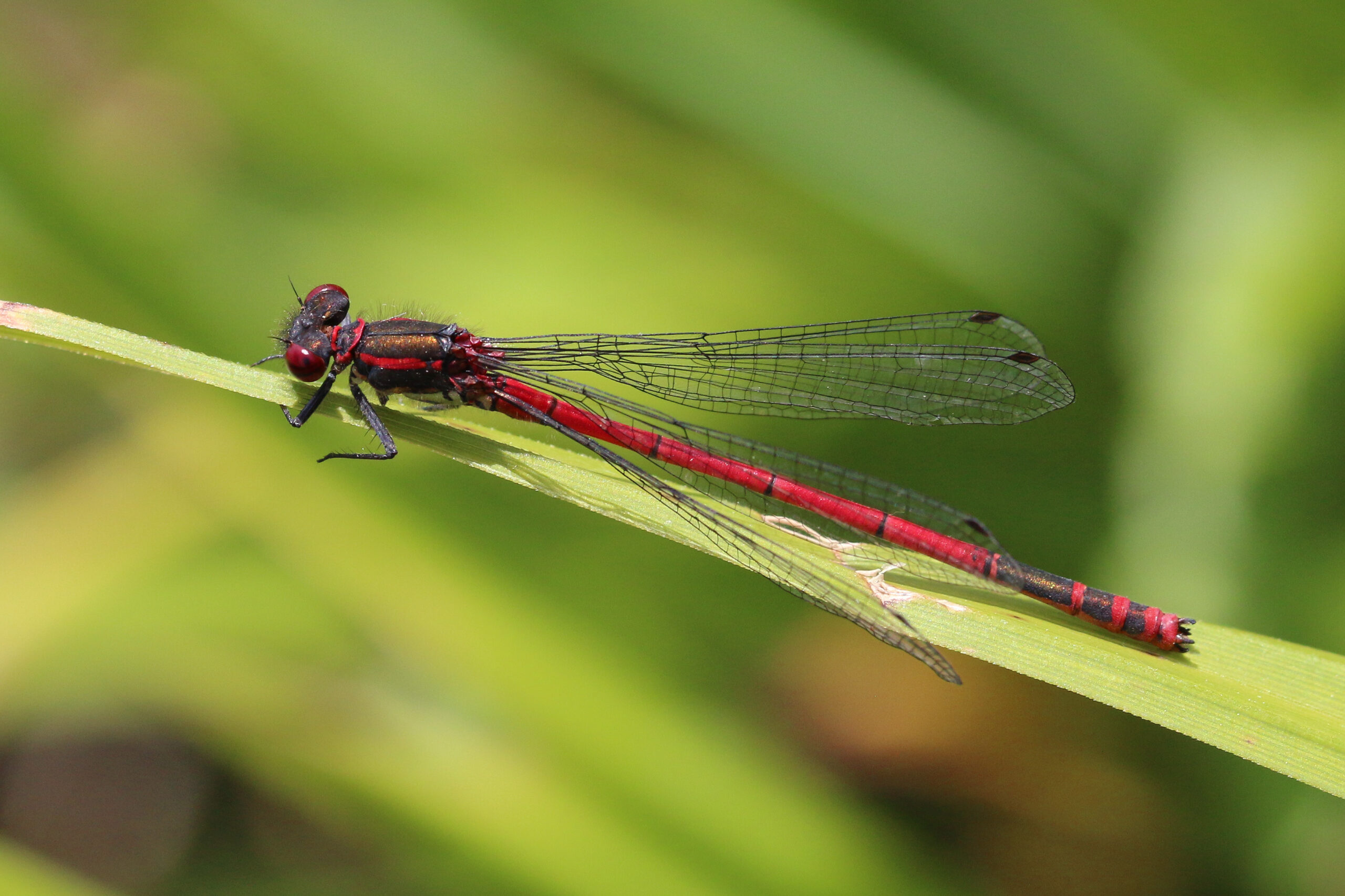 šidélko ruměnné (Pyrrhosoma nymphula)