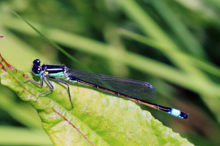 šidélko větší (Ischnura elegans)