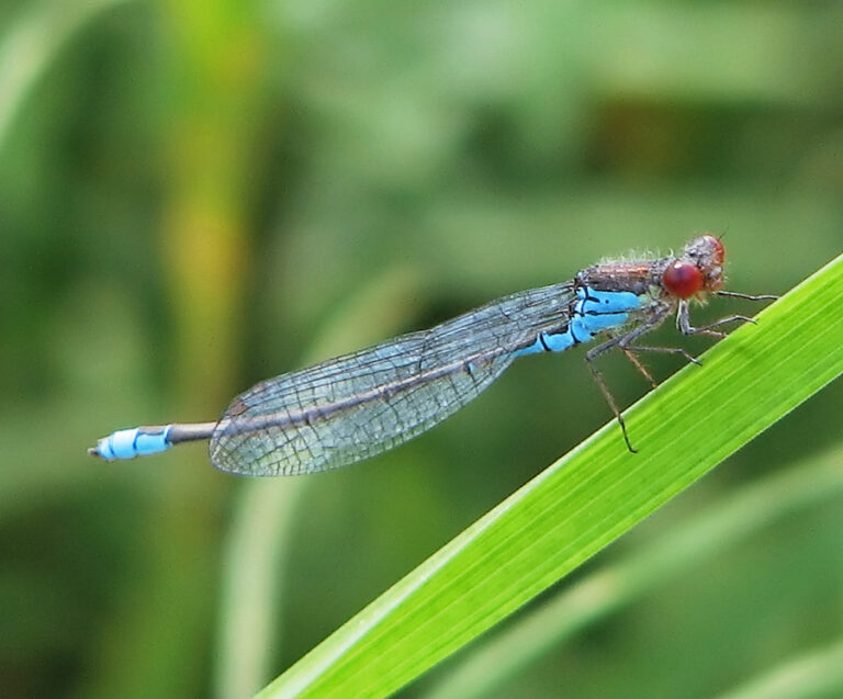 šidélko znamenané (Erythromma viridulum)