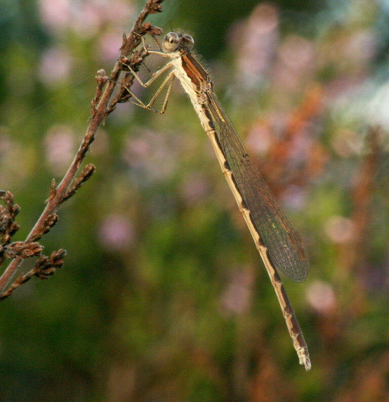 Šídlatka hnědá šídlatka hnědá (Sympecma fusca)
