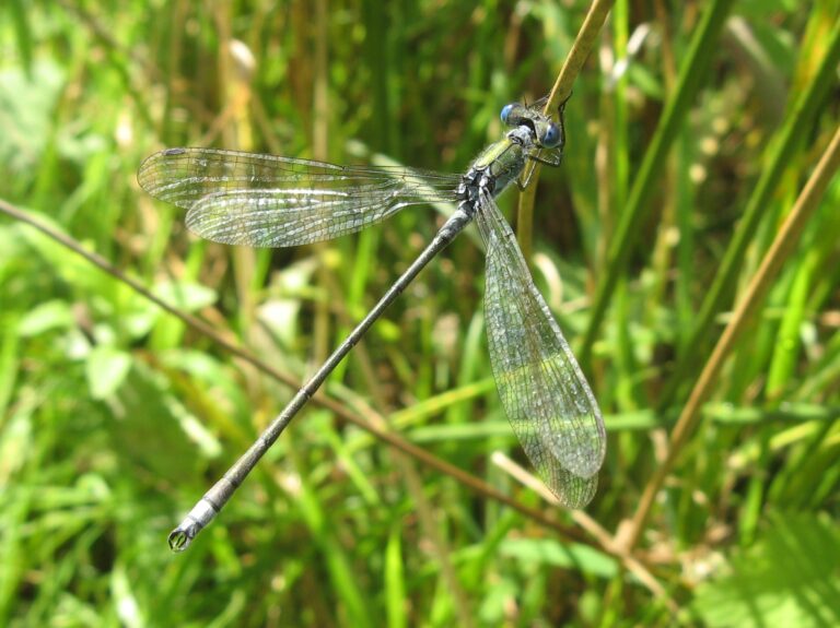 šídlatka páskovaná (Lestes sponsa)