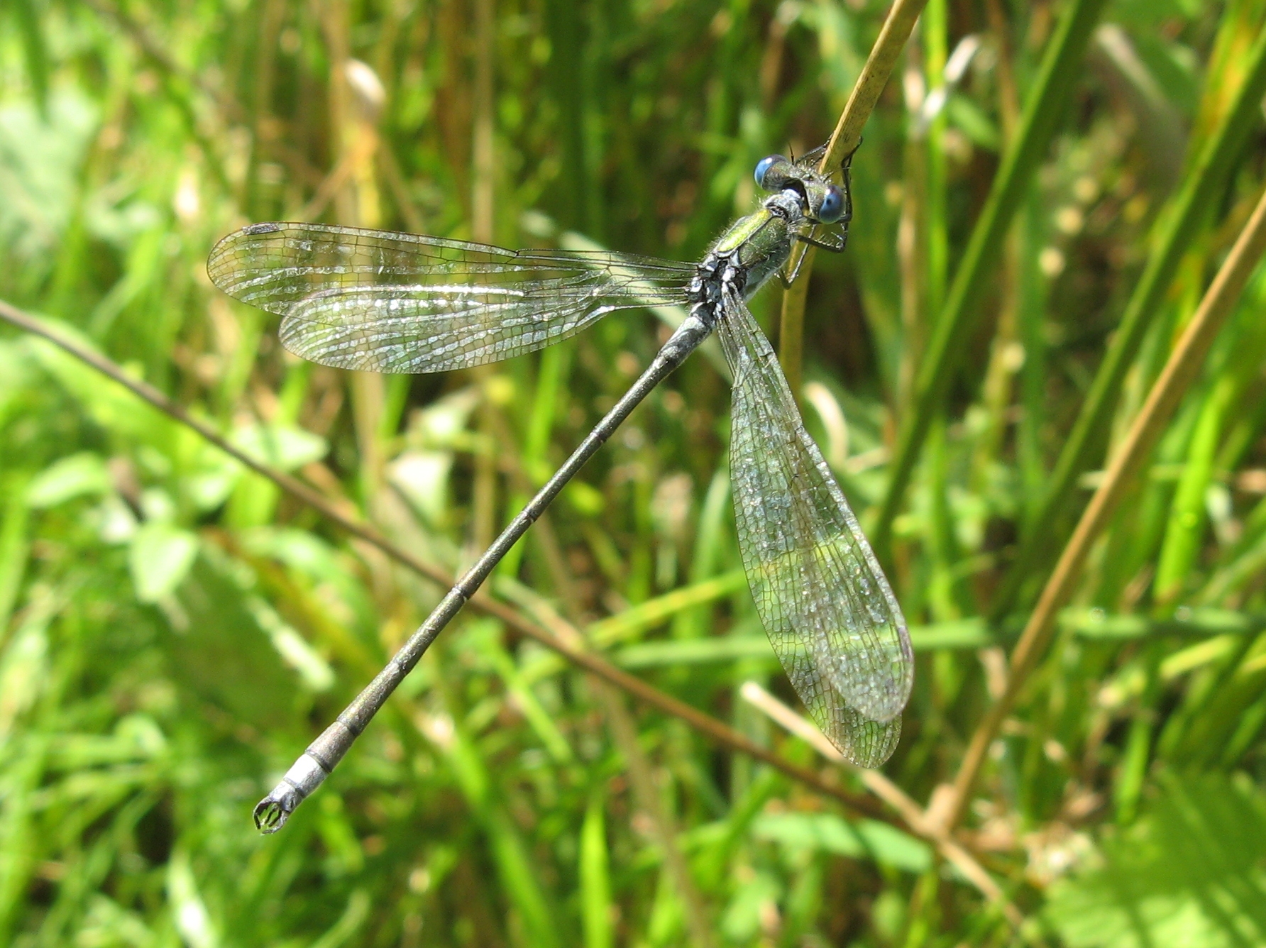 šídlatka páskovaná (Lestes sponsa)