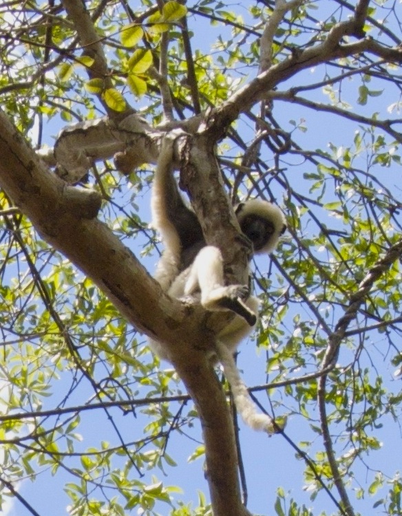 sifaka Deckenův (Propithecus deckenii)