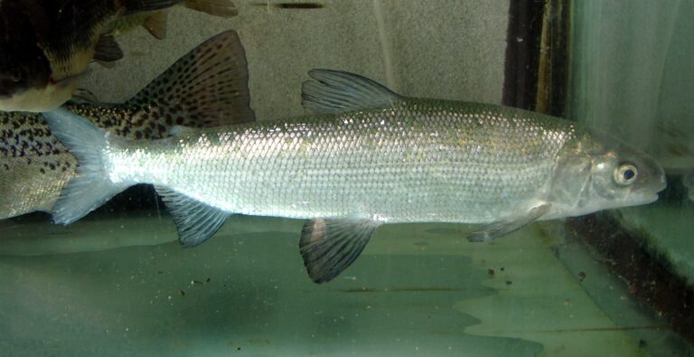 síh maréna (Coregonus maraena)