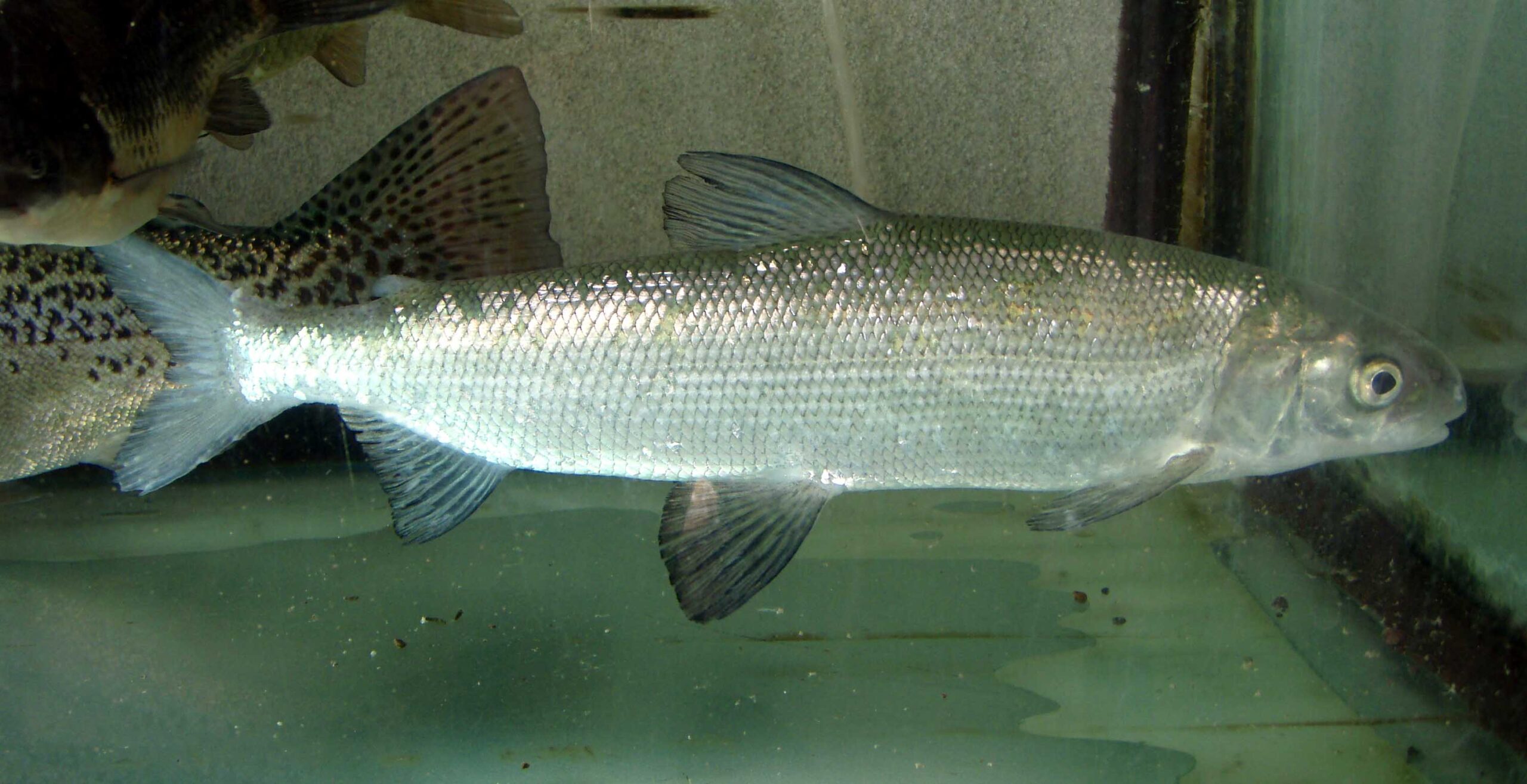 síh maréna (Coregonus maraena)
