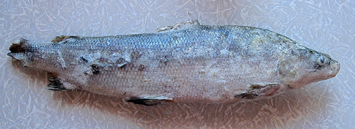 síh muksun (Coregonus muksun)