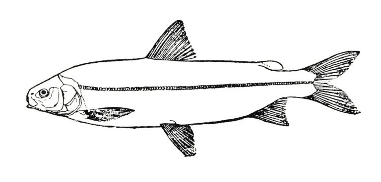 síh nosatý (Coregonus nasus)