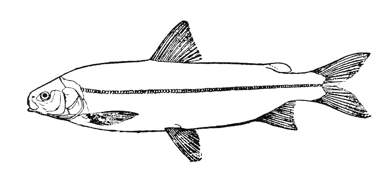 síh nosatý (Coregonus nasus)