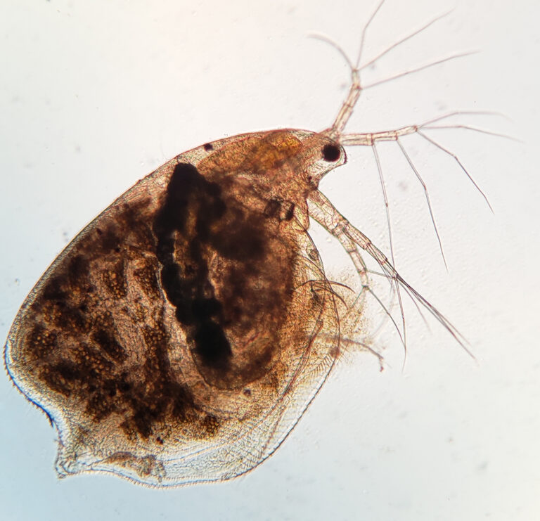 Simocephalus serrulatus