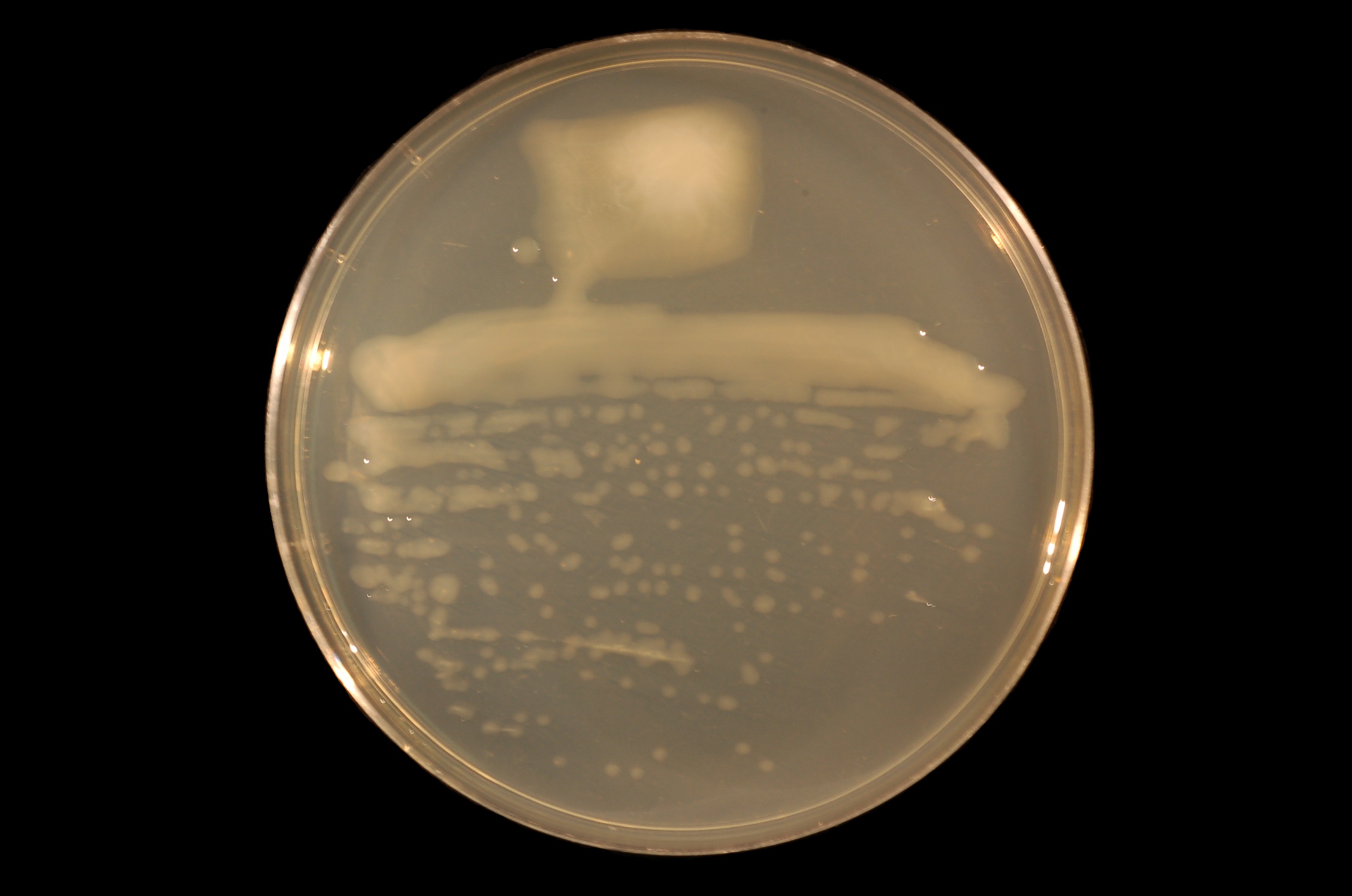 Sinorhizobium medicae